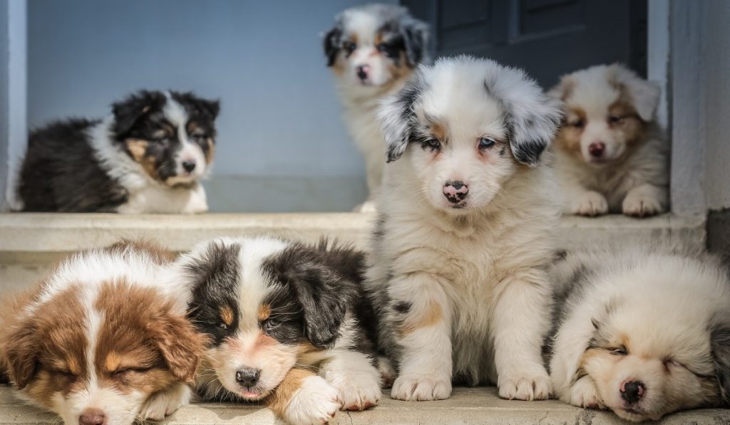 Photo of puppies