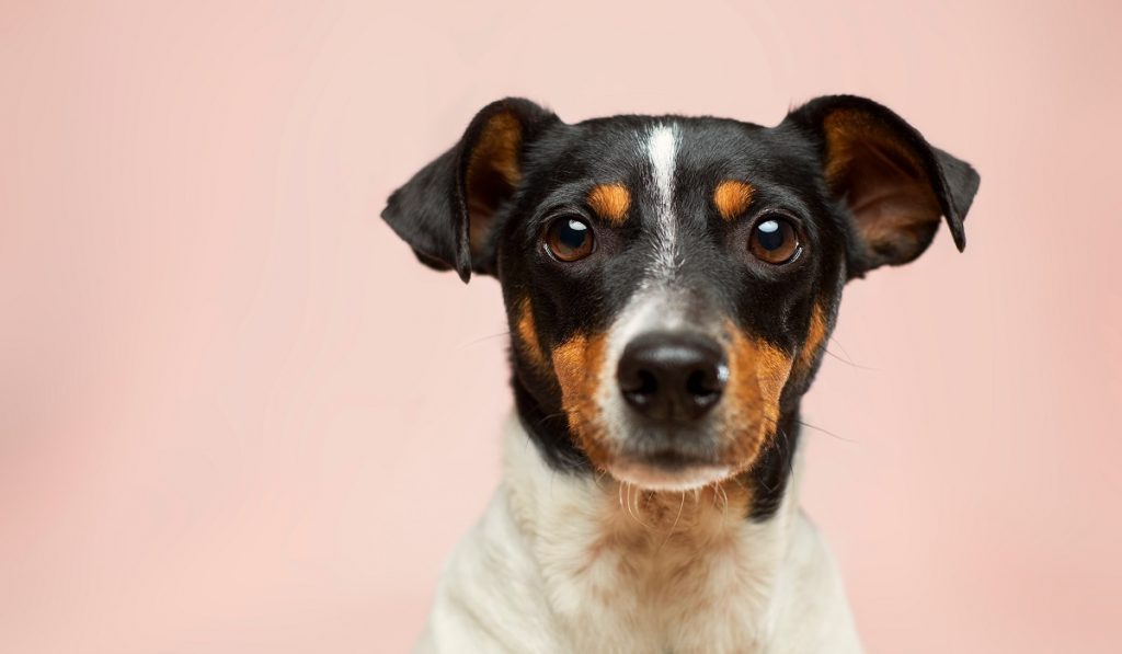Photo of a dog against a pink background
