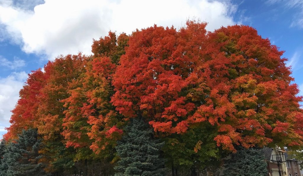 Fall colors in Michigan via Recorders News